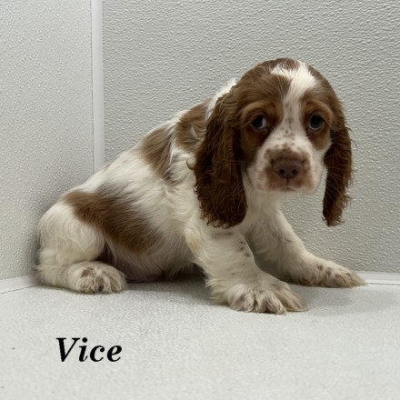 puppy, for, sale, Cocker Spaniel, Joe & Cherri  Overlease, dog, breeder, Miller, MO, dog-breeder, puppy-for-sale, forsale, nearby, find, puppyfind, locator, puppylocator, aca